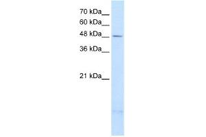 WB Suggested Anti-PSD3 Antibody Titration:  2. (PSD3 antibody  (Middle Region))