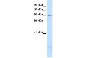 WB Suggested Anti-PSD3 Antibody Titration:  2.