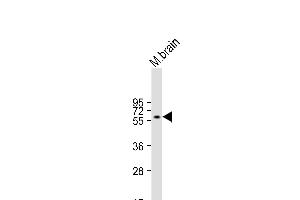 INA Antikörper  (AA 290-319)