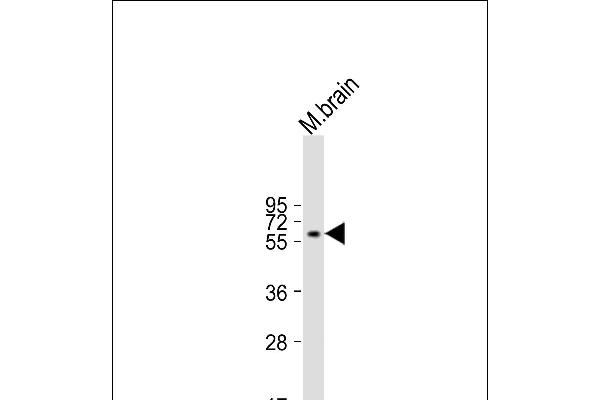 INA anticorps  (AA 290-319)
