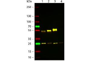 Western Blot of ATTO 594 Rabbit Anti-Mouse IgG (gamma 1, 2a, 2b, 3) secondary antibody. (Rabbit anti-Mouse IgG Antibody (Atto 594) - Preadsorbed)