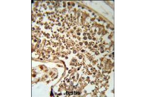SERPINH1 Antibody (RB18953) IHC analysis in formalin fixed and paraffin embedded human testis tissue followed by peroxidase conjugation of the secondary antibody and DAB staining. (SERPINH1 antibody  (C-Term))