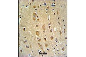 APITD1 Antibody IHC analysis in formalin fixed and paraffin embedded brain tissue followed by peroxidase conjugation of the secondary antibody and DAB staining. (APITD1 antibody  (AA 48-74))