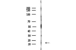 anti-Musculin (MSC) (Internal Region) antibody