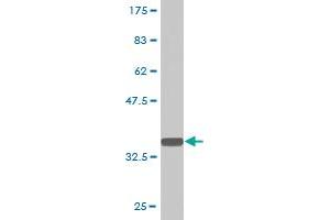 Western Blot detection against Immunogen (34. (PQBP1 antibody  (AA 184-265))