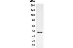 Immunoprecipitation of AmCyan-tagged protein from HEK293T cells transfected with vector overexpressing AmCyan tag, using Anti-AmCyan-tag Antibody. (AmCyan antibody)