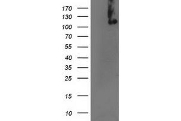 ERCC4 antibody