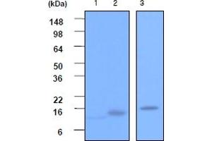 Western Blotting (WB) image for anti-Vesicle-Associated Membrane Protein 2 (Synaptobrevin 2) (VAMP2) (AA 1-89), (N-Term) antibody (ABIN317061) (VAMP2 antibody  (N-Term))