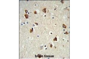 Formalin-fixed and paraffin-embedded mouse brain tissue reacted with RPS6KB2 Antibody, which was peroxidase-conjugated to the secondary antibody, followed by DAB staining. (RPS6KB2 antibody)