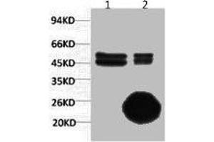 1) Input: Hela Cell Lysate 2) IP product: IP dilute 1:200 (CA9 antibody)