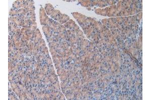 DAB staining on IHC-P; Samples: Mouse Pancreas Tissue (OCEL1 antibody  (AA 1-86))