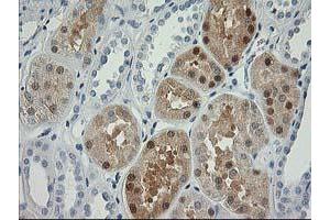 Immunohistochemical staining of paraffin-embedded Human Kidney tissue using anti-NDEL1 mouse monoclonal antibody.