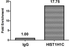 Chromatin Immunoprecipitation Hela (4*10 6 , treated with 30 mM sodium butyrate for 4h) were treated with Micrococcal Nuclease, sonicated, and immunoprecipitated with 5 μg anti-HIST1H1C (ABIN7139190) or a control normal rabbit IgG. (HIST1H1C antibody  (acLys62))