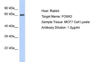 Western Blotting (WB) image for anti-Forkhead Box K2 (FOXK2) (C-Term) antibody (ABIN2776015)