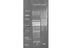 Goat anti Glucoamylase antibody ( was used to detect purified glucoamylase under reducing (R) and non-reducing (NR) conditions. (Glucoamylase antibody  (HRP))