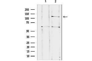 anti-Contactin Associated Protein-Like 3 (CNTNAP3) (Internal Region) antibody