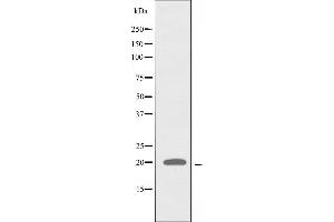 RPL27A antibody  (C-Term)