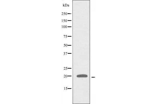 RPL27A antibody  (C-Term)