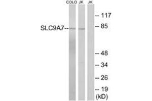 Western blot analysis of extracts from Jurkat/COLO cells, using SLC9A7 Antibody. (NHE7 antibody  (AA 531-580))