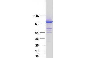 Validation with Western Blot (SNX18 Protein (Transcript Variant 1) (Myc-DYKDDDDK Tag))