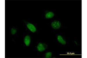 Immunofluorescence of purified MaxPab antibody to G10 on HeLa cell. (BUD31 antibody  (AA 1-144))