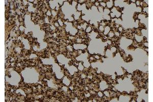 ABIN6276763 at 1/100 staining Mouse lung tissue by IHC-P. (MUTYH antibody  (Internal Region))