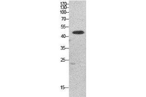 Western Blot (WB) analysis of HepG2 cells using EF-1 alpha1/2 Polyclonal Antibody. (EF-1 Alpha1/2 antibody  (Internal Region))
