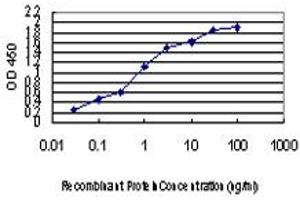 Detection limit for recombinant GST tagged SEPHS2 is approximately 0. (SEPHS2 antibody  (AA 61-150))