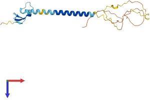 AlphaFold protein structure predicition of Human Recombinant TNFRSF17 Protein, UniprotID Q02223 (BCMA Protein (AA 1-184) (His tag))