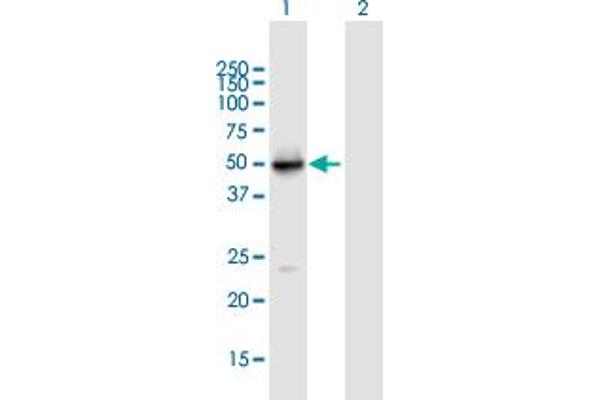 Vitamin D Receptor antibody  (AA 1-427)