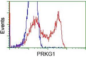 HEK293T cells transfected with either RC220986 overexpress plasmid (Red) or empty vector control plasmid (Blue) were immunostained by anti-PRKG1 antibody (ABIN2453516), and then analyzed by flow cytometry. (PRKG1 antibody)