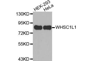 Western blot analysis of extracts of various cell lines, using WHSC1L1 antibody (ABIN5971287). (WHSC1L1 antibody)