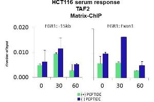 Quiescent human colon carcinoma HCT116 cultures were treated with 10% FBS for three time points (0, 15, 30min) or (0, 30, 60min) were used in Matrix-ChIP and real-time PCR assays at EGR1 gene (Exon1) and 15kb upstream site. (TAF2 antibody  (Middle Region))