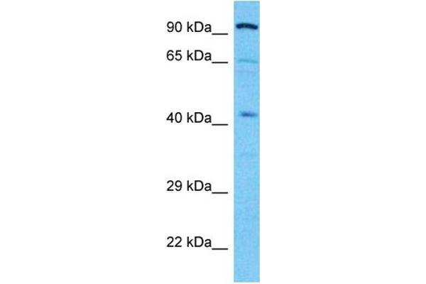 ALDOB antibody  (N-Term)