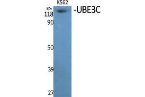 Western Blot (WB) analysis of specific cells using UBE3C Polyclonal Antibody.