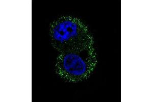 Confocal immunofluorescent analysis of ITA6 Antibody (ABIN658988 and ABIN2838034) with HepG2 cell followed by Alexa Fluor® 488-conjugated goat anti-mouse lgG (green). (ITGA6 antibody)