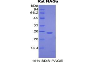 SDS-PAGE analysis of Rat NAGa Protein. (NAGA Protein)