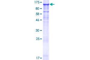 IQ Motif and Ubiquitin Domain Containing (IQUB) (AA 1-791) protein (GST tag)
