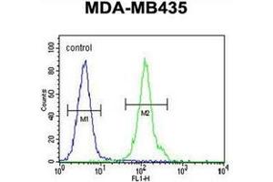 Flow cytometric analysis of MDA-MB435 cells using OR2L13 Antibody (C-term) Cat.