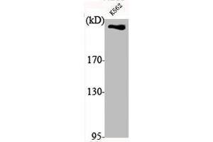 Western Blot analysis of K562 cells using DNA-PKCS Polyclonal Antibody (PRKDC antibody  (C-Term))