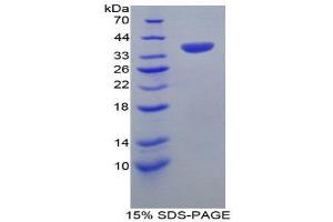 SDS-PAGE (SDS) image for Apolipoprotein H (Beta-2-Glycoprotein I) (APOH) (AA 21-345) protein (His tag) (ABIN1078875) (APOH Protein (AA 21-345) (His tag))