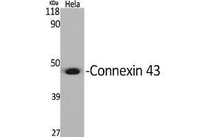 Connexin 43/GJA1 Antikörper  (AA 310-390)