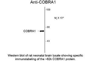 Image no. 1 for anti-Cofactor of BRCA1 (COBRA1) antibody (ABIN959404)