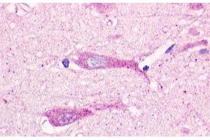 Image no. 1 for anti-G Protein-Coupled Receptor 19 (GPR19) (Cytoplasmic Domain) antibody (ABIN1048774) (GPR19 antibody  (Cytoplasmic Domain))
