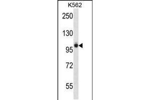 Western blot analysis in K562 cell line lysates (35ug/lane). (PTK2B antibody  (AA 672-701))