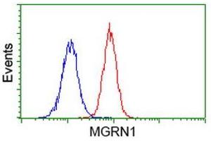 Image no. 3 for anti-Mahogunin, Ring Finger 1 (MGRN1) antibody (ABIN1499459) (Mahogunin RING Finger Protein 1 antibody)