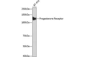 Western blot analysis of extracts of BT-474 cells, using Progesterone Receptor antibody (ABIN7269533) at 1:1000 dilution.