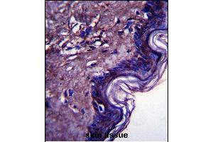 C10orf58 Antibody (C-term) (ABIN657369 and ABIN2846416) immunohistochemistry analysis in formalin fixed and paraffin embedded human skin tissue followed by peroxidase conjugation of the secondary antibody and DAB staining. (FAM213A antibody  (C-Term))