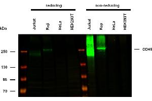 Anti-Hu CD45 Purified (clone MEM-28) works in WB application under non-reducing conditions. (CD45 antibody)