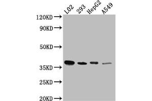 Western Blot Positive WB detected in: L02 whole cell lysate, HEK293 whole cell lysate, HepG2 whole cell lysate, A549 whole cell lysate All lanes: LRG1 antibody at 1:1000 Secondary Goat polyclonal to rabbit IgG at 1/50000 dilution Predicted band size: 39 kDa Observed band size: 39 kDa (Recombinant LRG1 antibody)